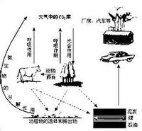 無機環境中的碳循環