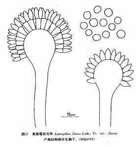 黃麴黴原變種