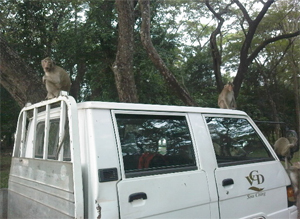 （圖）搭便車效應