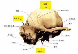 鼓部[顳骨的組成之一]