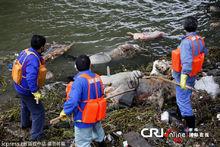 上海松江死豬事件