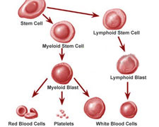 （圖）幼年型粒-單核細胞白血病