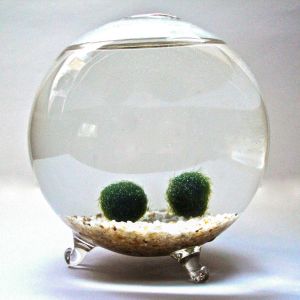 MARIMO