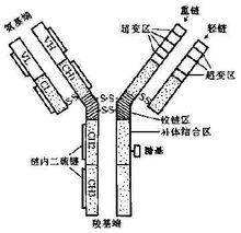 IgG結構圖