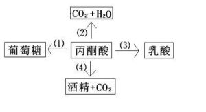 丙酮酸脫氫酶