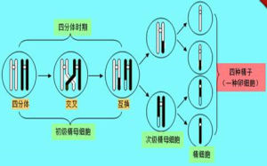 色單體的交叉互換