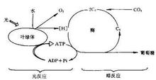 光合作用圖解