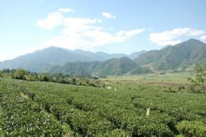 騰衝高山烏龍茶觀光園區