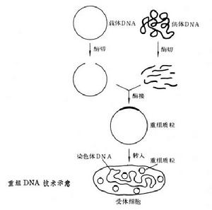 重組DNA技術