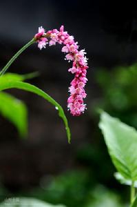 水紅花子