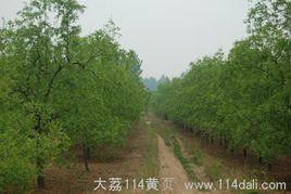 南杜村[陝西省渭南市大荔縣兩宜鎮下轄村]