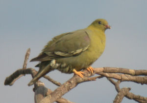 馬島綠鳩