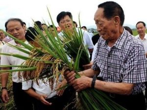 袁隆平雜交稻造福了人類