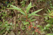 冬里麻植物形態-水麻