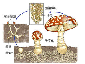 菌索