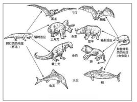 趨同進化