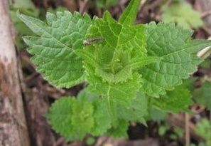 尾葉香茶菜