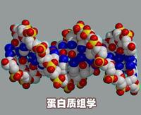 蛋白質組學