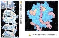 大分子