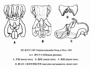 瘤突片蟋