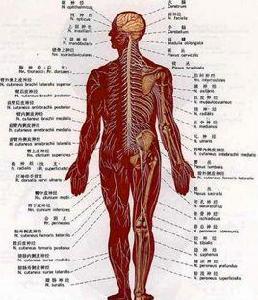 人體構成元素