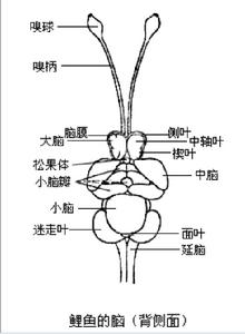 魚腦