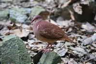 紅鶉鳩