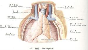 （圖）胸腺機能減退