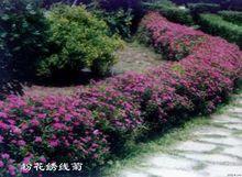 粉花繡線菊園林種植