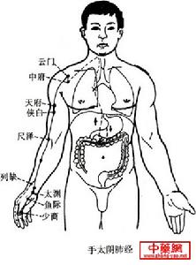 手太陰肺經脈