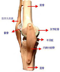 膝關節病