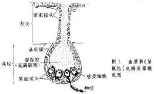 電感受器