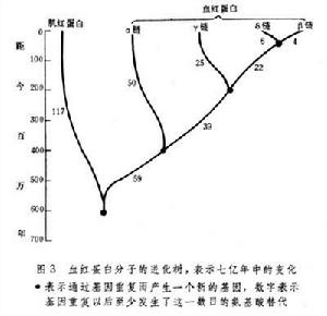 分子進化