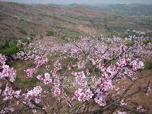 文宮鎮桃花走廊