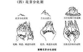 花芽分化