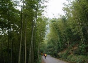 赤水竹海國家森林公園