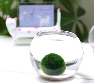 MARIMO