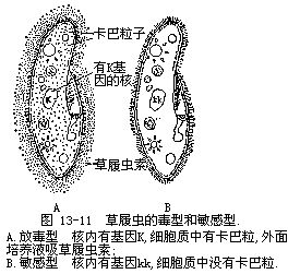 卡巴粒