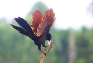 紅毛雞[鵑形目鴉鵑科動物]