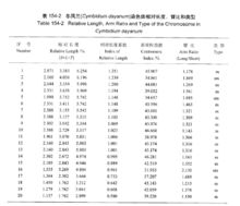 冬鳳蘭染色體