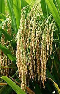 水稻基因組計畫
