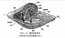 蜓殼剖視圖