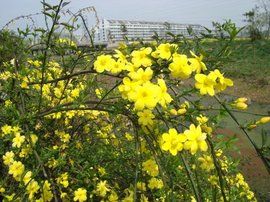 雲南黃馨