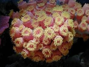 杯狀珊瑚