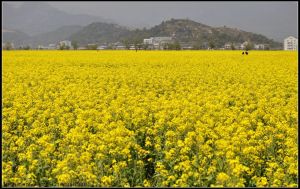 桐浦油菜花