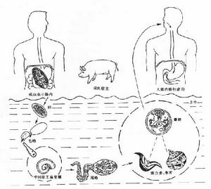 布氏薑片蟲