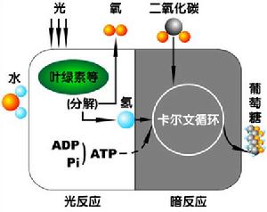 光合作用