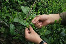 綠茶製作技藝（六安瓜片）