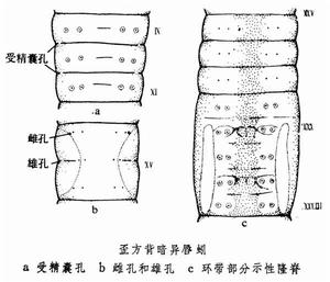 異唇蚓屬