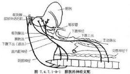 神經源性排尿功能障礙